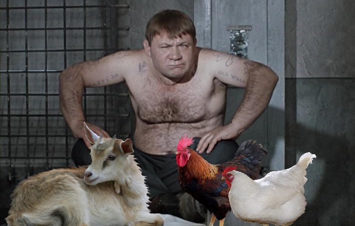 В Прикамье арестованы петух, коза и пять куриц